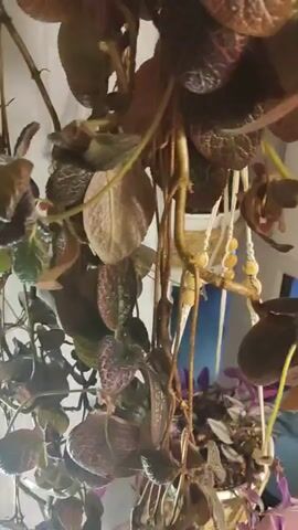 The camera focuses on a hanging Episcia plant. Its leaves are patterned with green and pink veins, and the plant has some bare stems. The plant is suspended in a macrame planter. A smaller plant is visible in the background, also in a white planter. The background also includes a blue-painted wall.