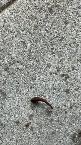 A slug, dark brown in color, is positioned on a gray concrete surface. The slug appears to contract and then extend its body multiple times, performing movements similar to an inchworm. Small pebbles and specks of dirt are scattered across the concrete surface. The video is shot from a top-down perspective, capturing the slug's movements as it progresses across the textured ground.