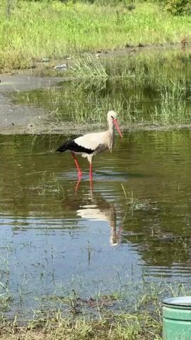 A large white stork with black wing feathers and red legs and beak slowly wades from right to left through shallow, murky water, its reflection visible below. The water is surrounded by green grass and vegetation. Some debris is visible on the far bank of the water. A portion of a green container is visible in the bottom right foreground. The scene is brightly lit by natural sunlight.