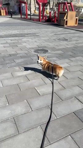 The video shows a corgi dog wearing a harness and leash standing on a gray brick walkway in an outdoor urban environment. The dog has reddish-brown fur with a white stripe on its head and a white chest and legs. The dog is standing with its back to the camera, looking to its left. The leash is taut, suggesting the dog is being held back. In the background, there are red geometric structures and some low wooden structures, likely part of a playground or park area. The sun is shining, casting shadows on the walkway. There are people walking in the background.