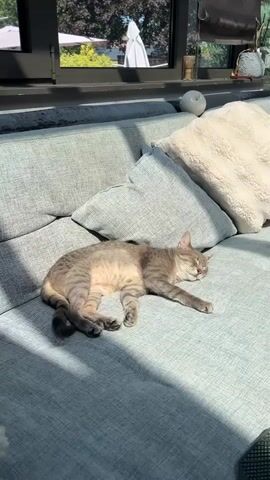 A tabby cat is sleeping on a grey sectional sofa. The cat is curled up on its side, with its eyes closed and its tongue slightly sticking out. The sofa is in a sunroom, with large windows looking out onto a garden. There are several pillows on the sofa, and a white decorative object is on a shelf in the background. The lighting suggests it is daytime.