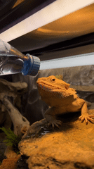 Bearded dragon receives water drops in reptile enclosure