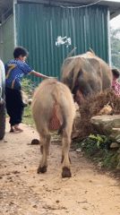Rural Vietnamese village life captured near water buffalo, pickup truck