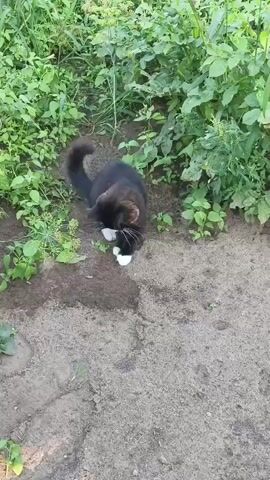 A black and white cat is sitting on the ground amidst green foliage and dirt. The cat is pawing at a small object on the ground. The camera is positioned above the cat, looking down. The lighting suggests it is daytime, possibly outdoors.