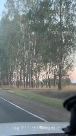 The video shows a view from inside a vehicle, looking out the passenger side window. A paved road with a white line marking the edge is visible in the foreground, with a grassy shoulder to the right. Beyond the shoulder, a dense line of tall, slender trees, appearing to be birch trees, runs along the roadside. The trees have light-colored bark and green foliage, and they are spaced closely together. The background consists of a field and a hazy sky with soft, muted colors, suggesting either dawn or dusk. The overall impression is a scenic drive through a wooded area.