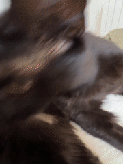 Black cat's morning routine captured in Belgrade apartment
