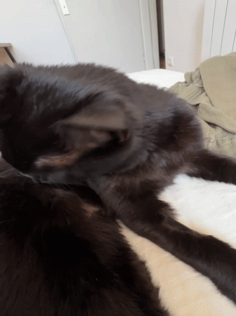 Black cat's morning routine captured in Belgrade apartment