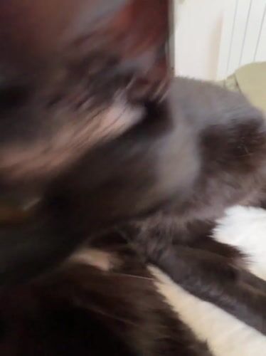 Black cat's morning routine captured in Belgrade apartment