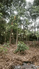 Rural life in Binoh: bamboo forests, backyard animals, and quiet homesteads