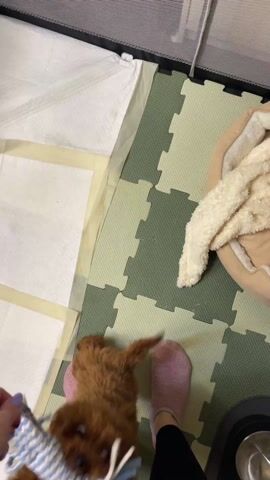 Here is a description of the video:

A small, brown puppy plays with a blue and white toy. A person holds the toy, and the puppy jumps up and grabs it. The puppy then runs and rolls around on a dog bed with the toy. The person is wearing pink slippers, black pants, and has light purple nail polish. The puppy is inside a playpen, with pee pads on one side and a dog bed on the other. The playpen is set up on a green and beige interlocking foam mat. A gray dog bowl is visible in the lower right corner of the frame. The video is taken from above.