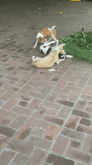 Dogs interact on brick surface in Dhaka