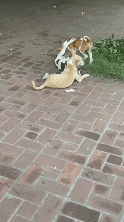 Dogs interact on brick surface in Dhaka