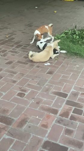 Dogs interact on brick surface in Dhaka