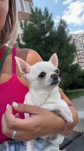 A woman with blonde hair is holding a white chihuahua in her arms. The dog is looking to the right. The woman is wearing a pink top and denim shorts. She has a ring on her left ring finger. The background shows trees and a building. The scene appears to be outdoors.