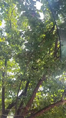 The video shows a tree with green leaves against a bright sky, with a green mesh netting in the upper right corner. The camera pans slightly to the right, revealing more of the tree's branches and the sunlight filtering through the leaves. In the lower part of the frame, a dark, blurry object is visible, possibly a piece of furniture or fabric. The scene appears to be outdoors, likely in a backyard or garden.