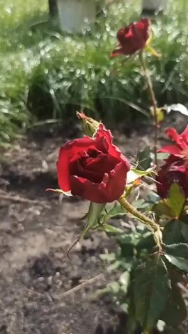 A close-up shot focuses on a deep red rose in bloom, with another rose and a bud visible in the background. The rose is centered in the frame, its petals unfurling. The background consists of dark soil and a blurred expanse of green grass, with soft, out-of-focus circles of light suggesting sunlight. The lighting appears to be natural, casting subtle shadows and highlighting the texture of the rose petals. The overall impression is one of a still, outdoor scene in daylight.