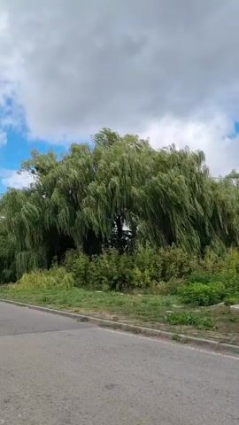 The video shows a long shot of a large weeping willow tree with drooping branches. The tree is situated on the side of a paved road. The sky above is a mix of blue with white clouds and gray, overcast skies. There are green bushes and grass growing around the base of the tree and along the edge of the road. The camera is slightly angled upwards and pans slowly to the right.