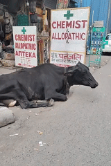 Delhi street scenes: cow, shopkeeper, food vendor captured