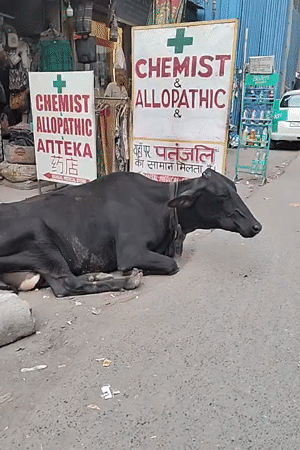 Delhi street scenes: cow, shopkeeper, food vendor captured