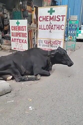 Delhi street scenes: cow, shopkeeper, food vendor captured