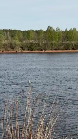 The video shows a wide river with a shoreline in the background. On the shore, several people and dogs are visible. In the foreground, dried plants are present. A small white bird flies low over the water, visible in the midground. The sky is overcast and the trees along the shoreline are green with spring foliage.