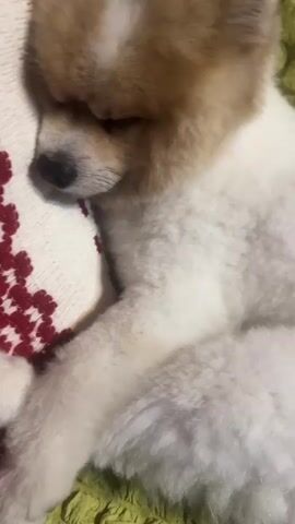 A close-up video shows a small, fluffy dog, likely a Pomeranian, sleeping. The dog has white and tan fur. Its eyes are closed, and its head is resting on a white cushion with a red embroidered pattern. The dog's paws are tucked in, and its body is curled up. The background is out of focus, appearing to be a green textured surface. The lighting is soft, suggesting an indoor environment. The video is very brief, with no discernible movement from the dog, indicating it is deeply asleep.
