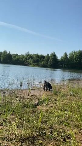 A black and white dog is by the water's edge. The dog is facing towards the water and sniffing the ground. There is a body of water with trees in the background. The sky is clear and blue.