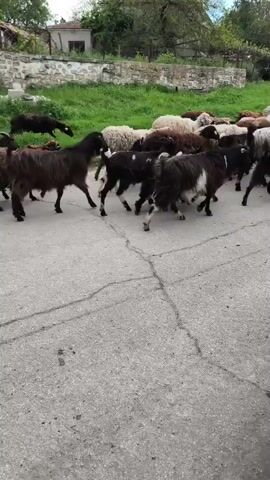 A flock of sheep and goats is running across a paved road. The animals are a mix of colors including white, brown, and black. Some have horns. Trees and a small building are visible in the background. A car is parked on the side of the road. Someone is speaking in a language other than English.