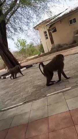 Two baboons are walking on a tiled walkway near a building. The building is light yellow with a white roof, a brown door, and several windows. The walkway has light gray tiles with a brown and white tiled border. There is a tree to the left of the baboons, and a blue sign behind them. The day is sunny.