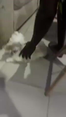 A small, light-colored dog is lying on a tiled floor next to a couch. A person reaches down to pet the dog. The dog looks up, stands, and begins to walk toward a person filming from the couch. The camera’s point of view moves to show the couch. The dog's leash is seen briefly. The video ends.