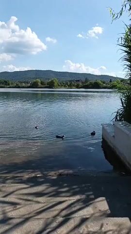 The video shows a serene lake on a sunny day with fluffy white clouds in a bright blue sky. Several ducks are swimming in the clear, rippling water near the shore. The shore is made of concrete steps, with some of them partially submerged in the water. Lush green trees and rolling hills are visible in the background, with a few buildings in the distance. Sunlight casts dappled shadows on the concrete steps, creating a peaceful and picturesque scene.