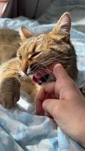 A tan and brown tabby cat lies on its side on a light blue comforter. A person's hand is near the cat's face, and the cat bites the person's finger. The cat's green eye is partially closed. The cat's paw, with its claws extended, is visible near the hand. The lighting appears to be from a window.