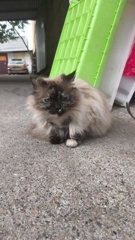 The video captures a long-haired cat sitting on a grey, pebbled concrete surface. The cat displays colorpoint markings, featuring a light cream or fawn body with dark brown fur on its face, ears, legs, and tail. It has striking blue eyes, though one eye appears somewhat cloudy or matted, and there is a small amount of white residue around its nose and mouth. The cat remains still throughout the clip, looking directly towards the camera with slow blinks.

In the background, a bright green plastic crate or panel is visible, leaning against an unseen object. Next to it, a white object, possibly another container or part of a structure, is partially visible. Further back, a light-colored car is parked, visible beneath what appears to be an overhang or building entrance. Some green foliage can be seen in the far background on the left. The scene suggests an outdoor, urban or semi-urban setting, likely a driveway or alleyway, under diffuse daylight conditions, possibly overcast or shaded. There is no visible text in the video.