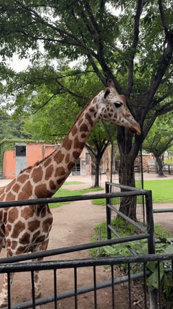 Animals observed at Yuexiu District zoo facility