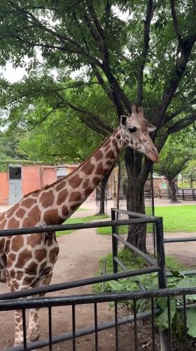 Animals observed at Yuexiu District zoo facility