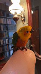 Sun conure parrot hangs out at home in Khimki