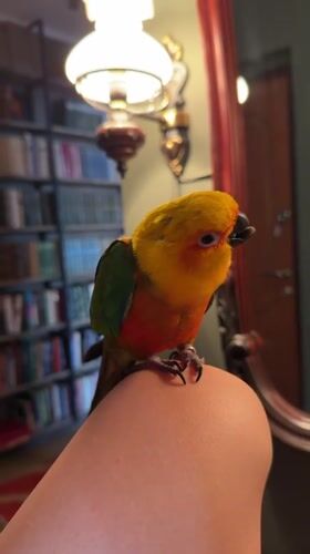 Sun conure parrot hangs out at home in Khimki