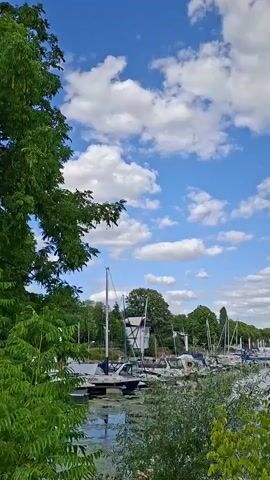 A vertical video shows a view of a marina on a bright, sunny day with fluffy white clouds in a blue sky. The water is calm and reflects the sky and surrounding greenery. Several sailboats are docked along the shore. Trees and buildings are visible in the background. Some foliage is in the foreground, obscuring the bottom portion of the frame.
