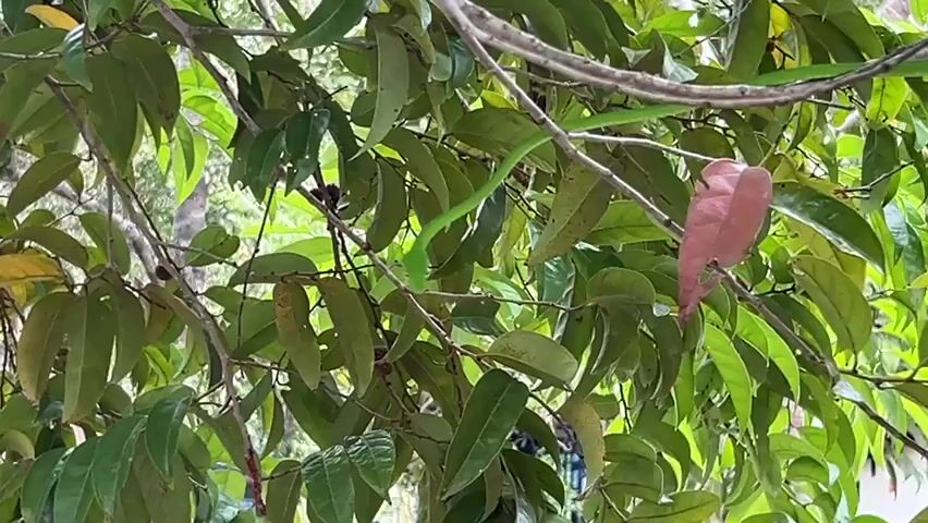 The video shows a bright green snake moving through the branches of a tree, its slender body weaving through the foliage.  The leaves of the tree are mostly green, with some displaying a hint of yellow and one distinct reddish-brown leaf visible.  The background is somewhat blurred, suggesting an outdoor setting with other trees or foliage in the distance.