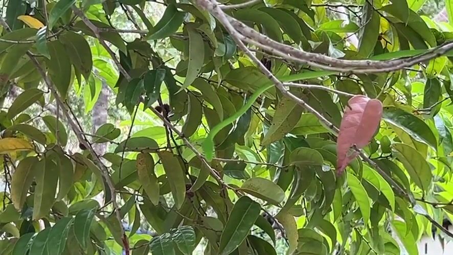 Green vine snake spotted in tree branches, Baan Hin Kong