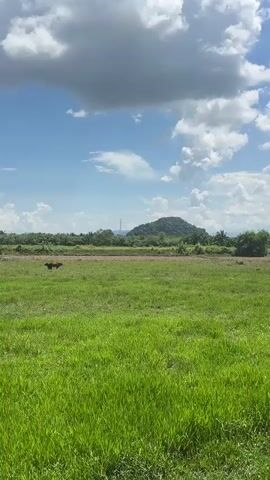 A wide shot of a vast, green field under a bright, cloudy sky. In the distance, a solitary, lush green hill is visible. The foreground is dominated by tall, vibrant green grass. Towards the left side of the frame, two cows are grazing in the field. One cow is a lighter brown color, and the other is a dark brown or black. The camera slowly zooms in on the cows as the video progresses. Palm trees and other foliage line the horizon behind the field, and a tall, slender tower is visible behind the distant hill. The scene appears to be a rural, pastoral landscape on a sunny day.