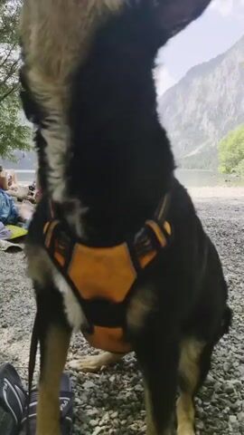 A dog wearing an orange harness stands on a pebble beach. In the background, a person in a bikini sits on a towel near a body of water and a mountain range. The dog looks to the left, then turns to face the camera and appears to pant. Another person is visible sitting behind the first person in the background. A bag and some sandals are on the ground in the foreground.