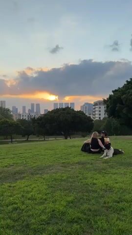 A couple and two dogs are sitting on a grassy hill. The couple is facing away from the camera, and one of them is holding a dog. The other dog is lying down next to them. In the background, there are trees and a city skyline. The sun is setting behind the city, casting an orange glow through the clouds. The sky is a mix of blue and grey.