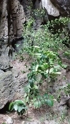 This media file captures a close-up view of lush green foliage growing against a rough, grey, rocky surface, possibly a cave entrance or a cliff face. The rocks are textured and appear weathered, with layered formations and some protruding edges. The plants are vibrant and healthy, with many leaves clustered on thin branches. The lighting suggests it might be dusk or a dimly lit area, as shadows are present and the overall scene is somewhat subdued. The composition is predominantly focused on the natural textures of the rocks and the organic shapes of the plants. There are no people or discernible objects other than the flora and geological formations. The setting evokes a sense of natural wilderness or a secluded, untouched landscape. The time of day is difficult to pinpoint precisely due to the lighting, but the subdued tones suggest it is not the bright light of midday. The location context of Tuek Chhou, Cambodia, adds a layer of geographical specificity to this scene of natural elements. The imagery is simple and direct, focusing on the interplay of plant life and rock.