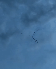 Birds fly overhead as dog rests outdoors