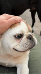 French Bulldog enjoys petting, playtime in Perushtitsa, Bulgaria
