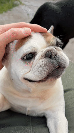 French Bulldog enjoys petting, playtime in Perushtitsa, Bulgaria