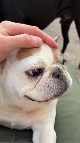 French Bulldog enjoys petting, playtime in Perushtitsa, Bulgaria