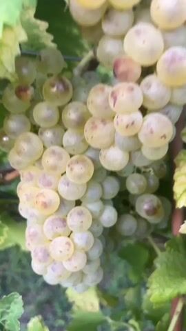 The video pans across a vineyard with ripe white grapes. The grapes are clustered on vines, with green leaves and some yellowing leaves. The lighting suggests it is daytime, possibly late afternoon or early evening, as the sun is casting a soft glow. The camera moves slowly, capturing the texture and color of the grapes and leaves. The ground beneath the vines appears to be soil or mulch, with some dry leaves visible. The overall impression is one of abundance and the natural beauty of a vineyard before harvest.