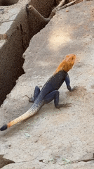 Colorful lizard spotted on concrete in Adankolo, Nigeria